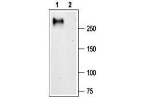 Western Blotting (WB) image for anti-Calcium Channel, Voltage-Dependent, T Type, alpha 1G Subunit (CACNA1G) (AA 1-22), (Intracellular) antibody (ABIN7043008)