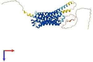 beta 2 Adrenergic Receptor Protein (AA 1-418) (His tag)