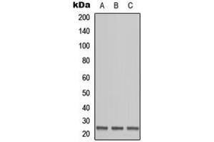 Western blot analysis of OAZ1 expression in HEK293T (A), Raw264. (OAZ1 Antikörper  (N-Term))