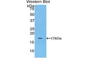 Western Blotting (WB) image for anti-Pleiotrophin (PTN) (AA 33-168) antibody (ABIN3206897) (Pleiotrophin Antikörper  (AA 33-168))