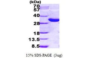 SDS-PAGE (SDS) image for Hydroxysteroid (17-Beta) Dehydrogenase 14 (HSD17B14) (AA 1-270) protein (His tag) (ABIN667275) (HSD17B14 Protein (AA 1-270) (His tag))