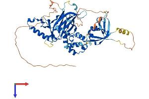 TFCP2 Protein (AA 1-502) (His tag)