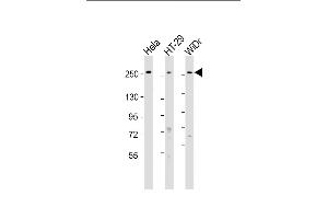 All lanes : Anti-PCNXL2 Antibody (N-Term) at 1:1000-1:2000 dilution Lane 1: Hela whole cell lysate Lane 2: HT-29 whole cell lysate Lane 3: WiDr whole cell lysate Lysates/proteins at 20 μg per lane. (PCNXL2 Antikörper  (AA 467-499))