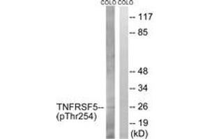 Western blot analysis of extracts from COLO205 cells treated with Insulin 0. (CD40 Antikörper  (pThr254))