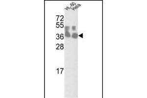 Western blot analysis of CLNS1A Antibody (Center) (ABIN390420 and ABIN2840808) in HL-60 and Hela cell line lysates (35 μg/lane).