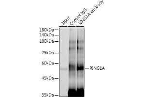 Immunoprecipitation analysis of 300 μg extracts of HeLa cells using 3 μg RING1A antibody (ABIN7270051). (RING1 Antikörper)