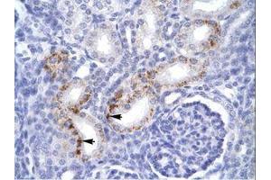 Image no. 1 for anti-Fas (TNFRSF6)-Associated Via Death Domain (FADD) (C-Term) antibody (ABIN6735927) (FADD Antikörper  (C-Term))