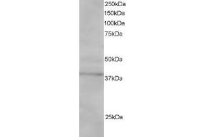 ABIN185082 staining (1µg/ml) of Jurkat lysate (RIPA buffer, 30µg total protein per lane). (SAE1 Antikörper  (C-Term))