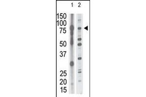 Antibody is used in Western blot to detect MMP15 in mouse brain tissue lysate (lane 1) and HL60 cell lysate (lane 2) lysate. (MMP15 Antikörper  (N-Term))