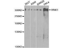 Western blot analysis of extracts of various cell lines, using WNK1 antibody. (WNK1 Antikörper  (AA 1-210))