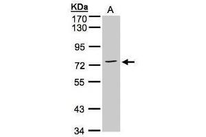 WB Image Sample(30 μg of whole cell lysate) A:H1299 7. (ANXA6 Antikörper  (C-Term))