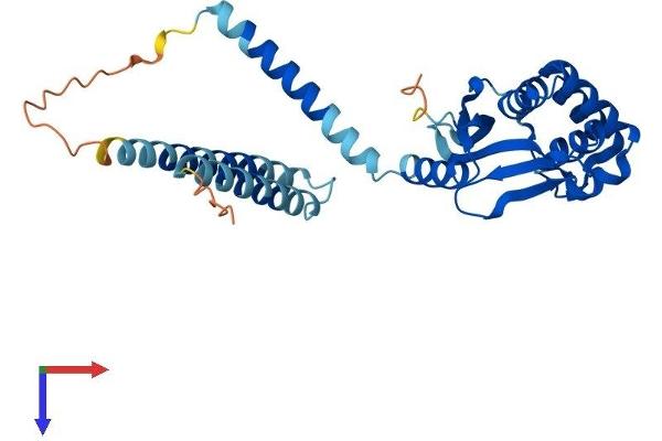 OTUD6B Protein (AA 1-294) (His tag)