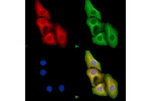 ABIN7095327 and ABIN7099384 staining Hela cells by IF/ICC. (PRELP Antikörper)