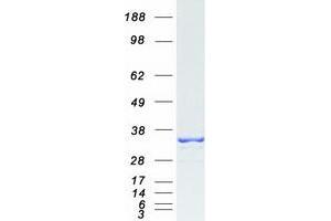 Western Blotting (WB) image for Mortality Factor 4 Like 2 (MORF4L2) (Transcript Variant 2) protein (Myc-DYKDDDDK Tag) (ABIN2726264)