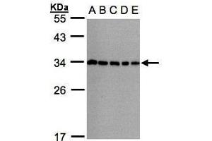 WB Image Sample(30μg whole cell lysate) A: 293T B: A431 , C: H1299 D: HeLa S3 , E: Hep G2 , 12% SDS PAGE antibody diluted at 1:1000