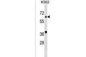 ASB10 Antibody (N-term) (ABIN1539591 and ABIN2849214) western blot analysis in K562 cell line lysates (35 μg/lane).