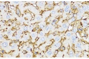 Immunohistochemistry of paraffin-embedded Mouse liver using YKL-40 / CHI3L1 Polyclonal Antibody at dilution of 1:100 (40x lens). (CHI3L1 Antikörper)