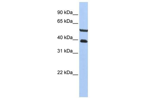 PHACTR3 Antikörper  (C-Term)