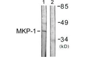 Western blot analysis of extracts from Jurkat cells, using MKP1 (Ab-359) Antibody. (DUSP1 Antikörper  (AA 318-367))
