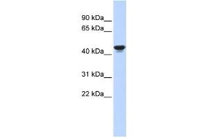 Western Blotting (WB) image for anti-Hypoxia Inducible Factor 1, alpha Subunit Inhibitor (HIF1AN) antibody (ABIN2458381) (HIF1AN Antikörper)