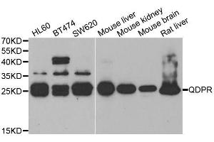 Western blot analysis of extracts of various cell lines, using QDPR antibody. (QDPR Antikörper  (AA 1-244))