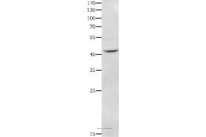 Western blot analysis of RAW264. (NFKBID Antikörper)