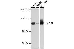 Western blot analysis of extracts of various cell lines, using MCM7 Rabbit mAb (ABIN7268544) at 1:1000 dilution. (MCM7 Antikörper)