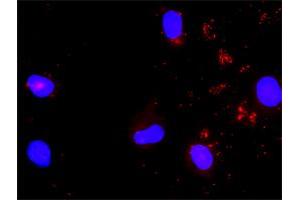 Proximity Ligation Assay (PLA) image for anti-SHC (Src Homology 2 Domain Containing) Transforming Protein 1 (SHC1) (AA 171-280) antibody (ABIN562866)