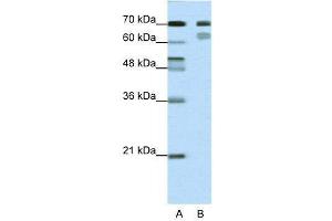 WB Suggested Anti-TCF3  Antibody Titration: 0.