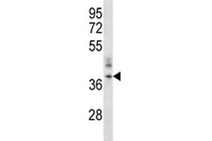 CRACM1 antibody western blot analysis in A375 lysate.