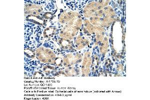 Human kidney (AIP Antikörper  (N-Term))