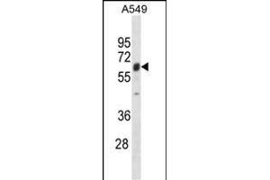 TRIM22 Antibody (N-term) (ABIN1881901 and ABIN2838622) western blot analysis in A549 cell line lysates (35 μg/lane). (TRIM22 Antikörper  (N-Term))