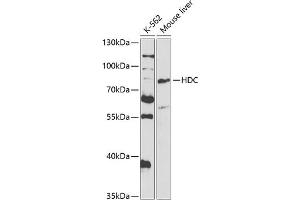 Western blot analysis of extracts of various cell lines, using HDC antibody (ABIN6128052, ABIN6141691, ABIN6141692 and ABIN6221126) at 1:1000 dilution. (HDC Antikörper  (AA 453-662))