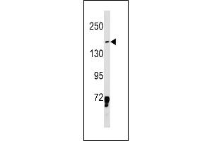 LMO7 Antibody (Center) (ABIN1881503 and ABIN2843230) western blot analysis in K562 cell line lysates (35 μg/lane). (LMO7 Antikörper  (AA 616-644))