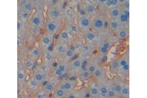 IHC-P analysis of Mouse Tissue, with DAB staining. (IFNGR1 Antikörper  (AA 23-253))