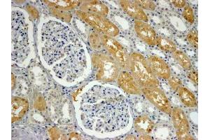 ABIN5539666 (4µg/ml) staining of paraffin embedded Human Kidney. (SHROOM2 Antikörper  (C-Term))
