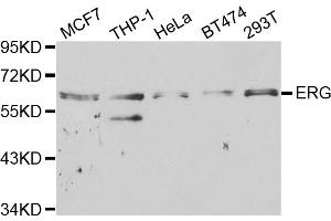 Western blot analysis of extracts of various cell lines, using ERG antibody (ABIN5970582) at 1/1000 dilution. (ERG Antikörper)