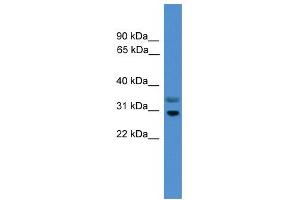 WB Suggested Anti-RGS18 Antibody Titration:  0. (RGS18 Antikörper  (Middle Region))