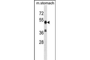 RMND5A Antibody (C-term) (ABIN1537089 and ABIN2849361) western blot analysis in mouse stomach tissue lysates (35 μg/lane). (RMND5A Antikörper  (C-Term))