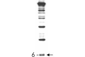 RUB1 polyclonal antibody , generated by immunization with full-length, recombinant yeast RUB1, was tested by immunoblot against a yeast cell lysate. (NEDD8 Antikörper)
