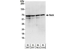 Western Blotting (WB) image for anti-Nuclear Factor-kB p65 (NFkBP65) (AA 501-551) antibody (ABIN7450650)