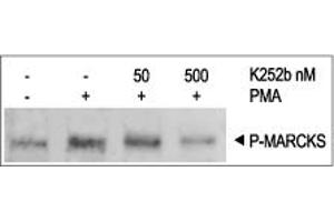Cells were grown to 70 % confluence, and then serum starved for 18 h. (K252b)