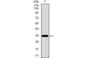 Western Blotting (WB) image for anti-Paired Box 3 (PAX3) (AA 142-203) antibody (ABIN1846350) (Paired Box 3 Antikörper  (AA 142-203))