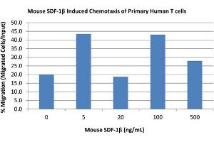 SDS-PAGE of Mouse Stromal Cell-Derived Factor-1 beta (CXCL12) Recombinant Protein Bioactivity of Mouse Stromal Cell-Derived Factor-1 beta (CXCL12) Recombinant Protein. (SDF1 beta Protein)