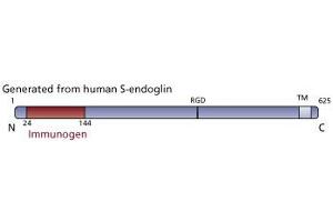 Image no. 3 for anti-Endoglin (ENG) (AA 24-144) antibody (ABIN968468)