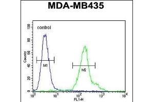 C Antibody (C-term) (ABIN654737 and ABIN2844424) flow cytometric analysis of MDA-M cells (right histogram) compared to a negative control cell (left histogram). (CFAP410 Antikörper  (C-Term))