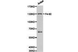Western Blotting (WB) image for anti-Egf-Like Module Containing, Mucin-Like, Hormone Receptor-Like 1 (EMR1) antibody (ABIN2650911) (F4/80 Antikörper)
