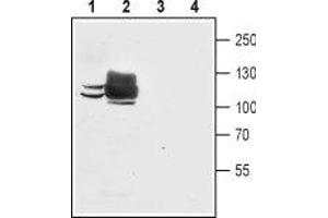 Western blot analysis of mouse C2C12 myoblast cell line lysate (lanes 1 and 3) and rat skeletal muscle membranes (lanes 2 and 4): - 1,2. (ATP2A1/SERCA1 Antikörper  (Cytosolic, N-Term))