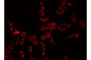 Immunofluorescence (fixed cells) (IF/ICC) image for anti-Guanine Nucleotide Binding Protein, alpha Stimulating, Olfactory Type (GNAL) (Internal Region) antibody (ABIN6259085)