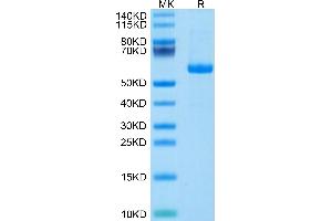 NOTCH3 Protein (His-Avi Tag)